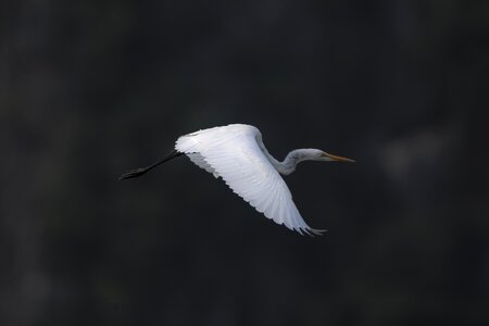 Van long van long nature reserve single stork flying stork