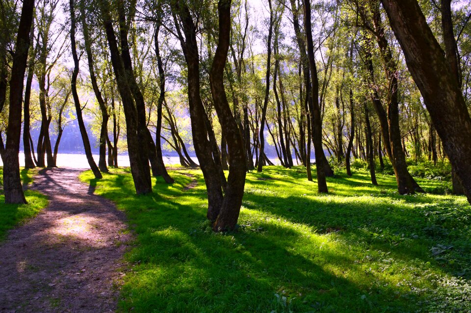 Danube nature trees
