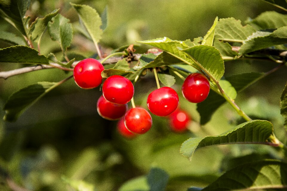 Branch of cherry food red fruits