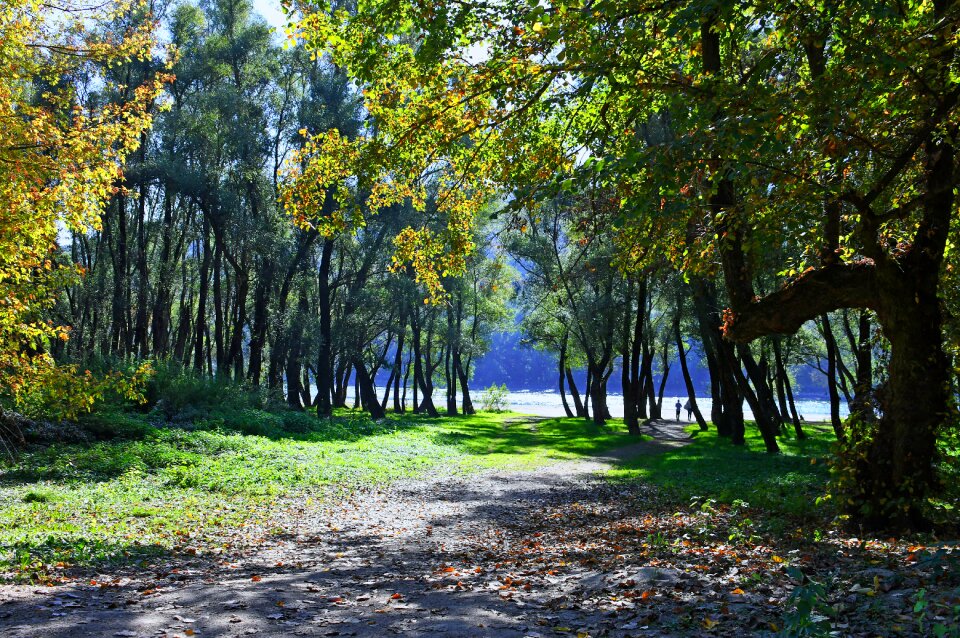 Danube nature trees