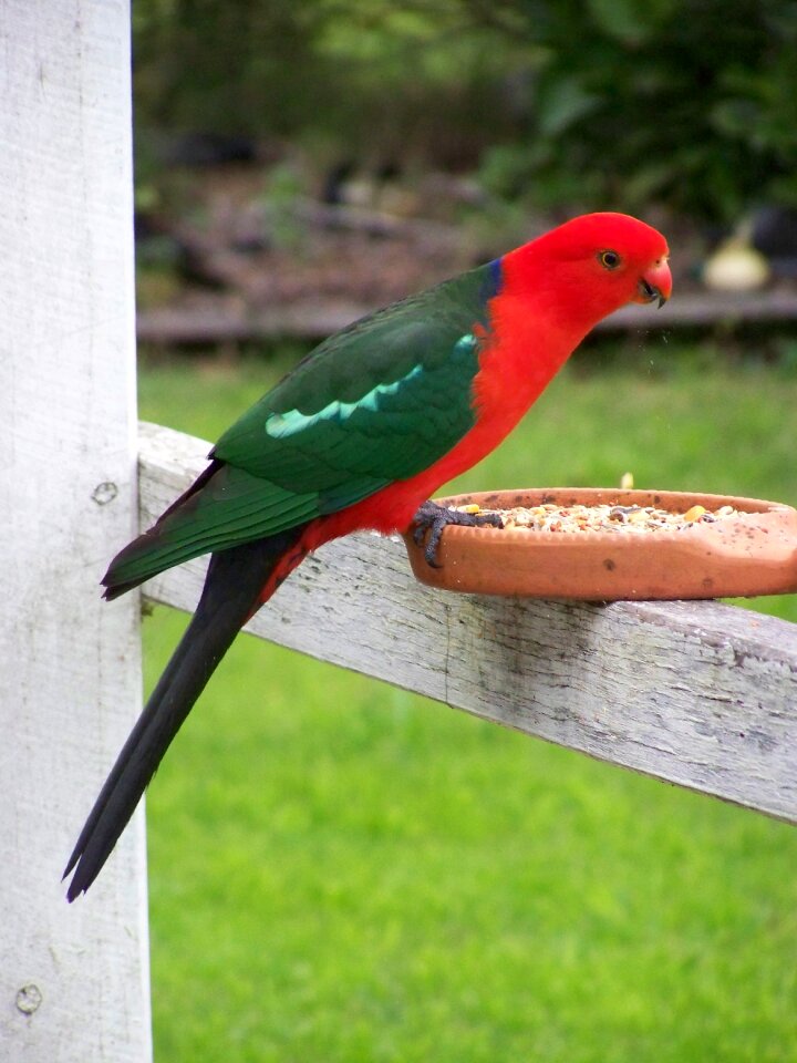 Red colorful australia