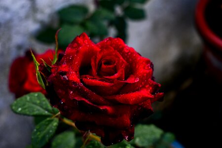 Flower leaf nature