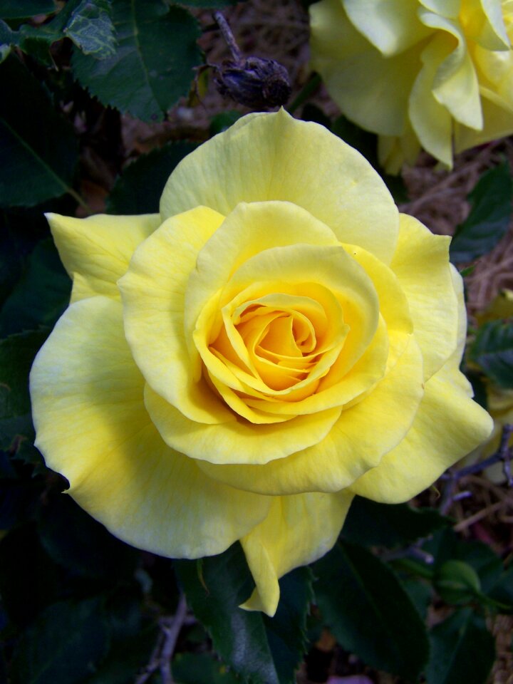 Flower blossom nature