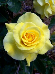 Flower blossom nature