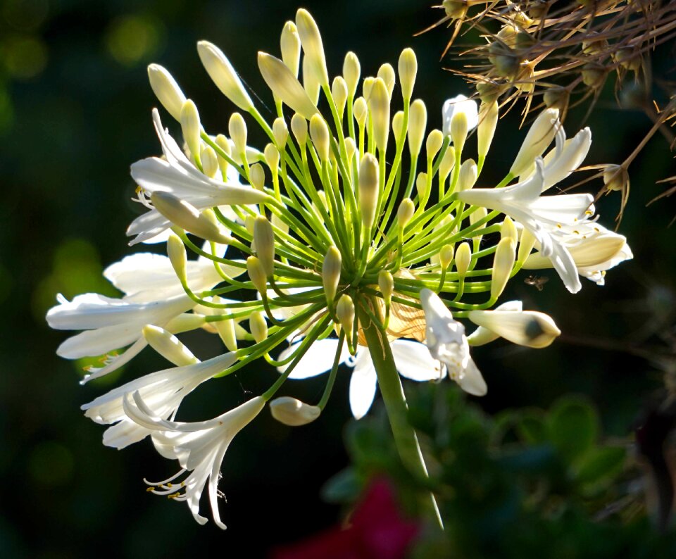 White flower nature