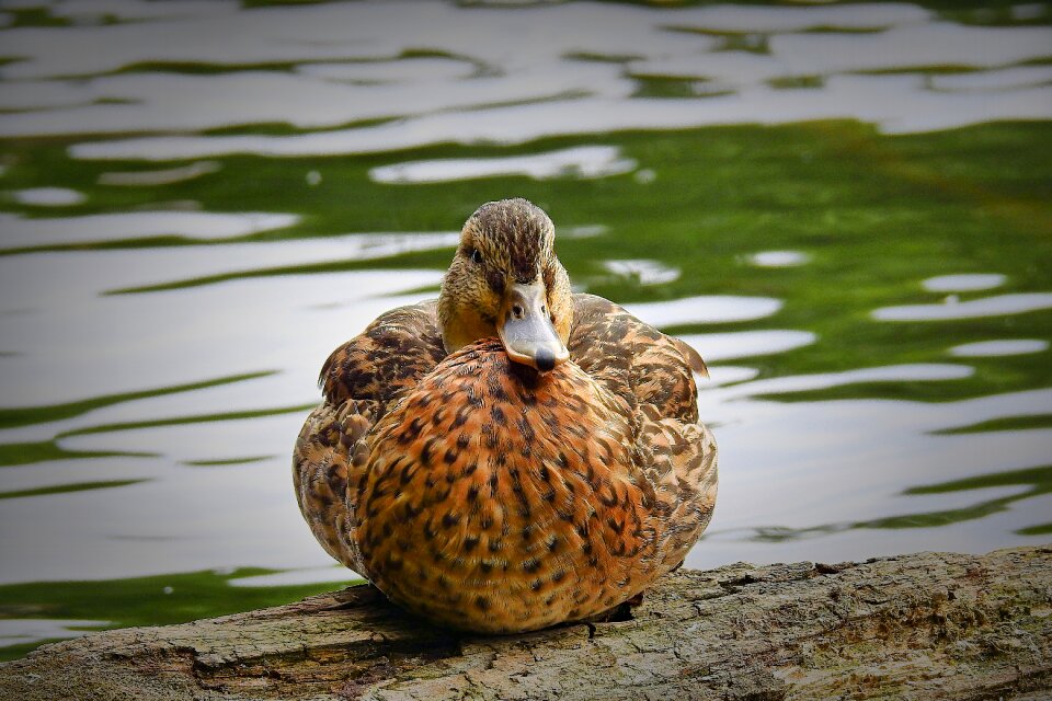 Lake bird nature