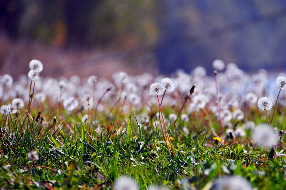 Autumn autumn mood fluffy
