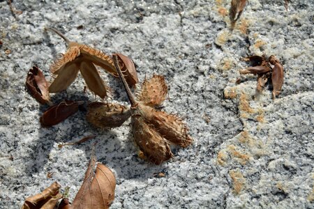 Nature dry autumn photo