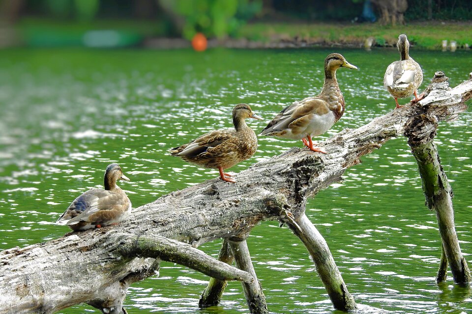 Tree birds summer