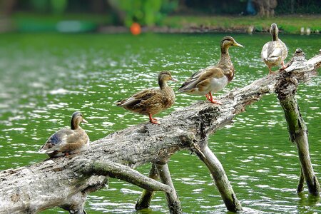 Tree birds summer