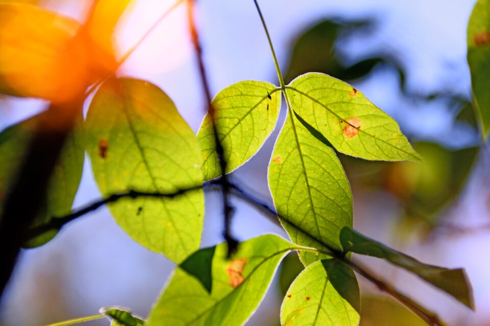 Sunshine mood nature
