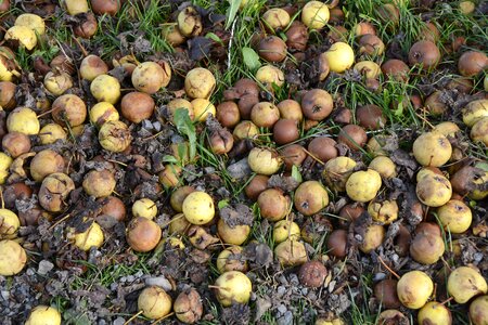 Fruit nature autumn