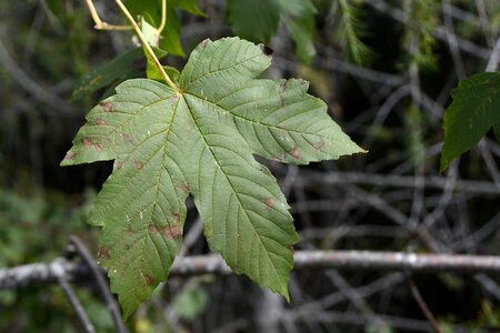 Maple tree deciduous tree