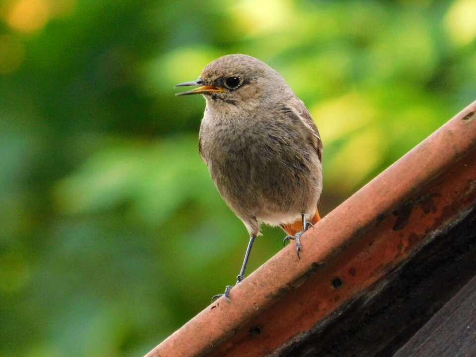 Little bird animal female