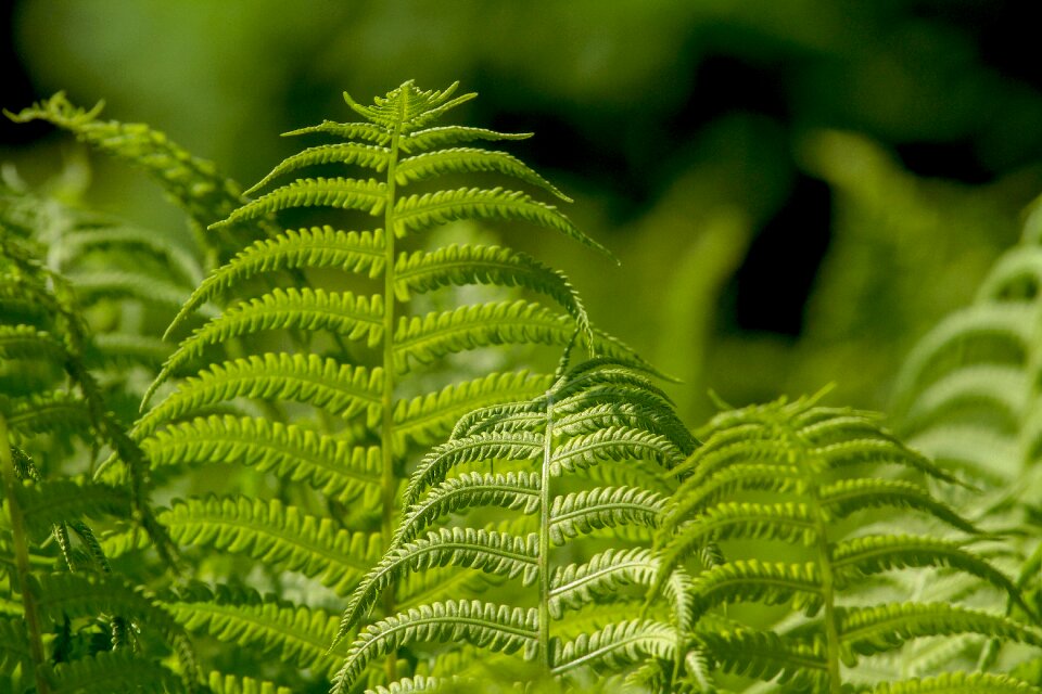 Plant nature ornamental leaf plant