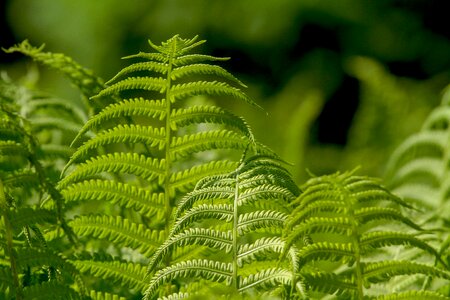 Plant nature ornamental leaf plant