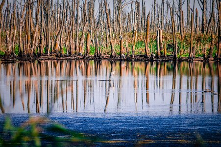 Heron bird nature