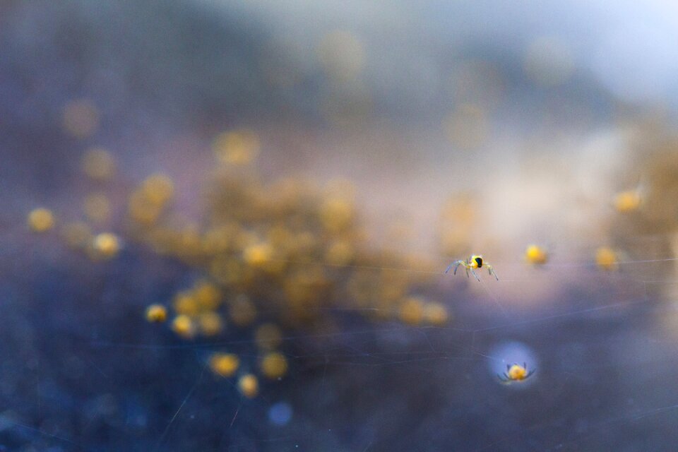Landscape spider abstract