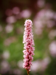 Pink polygalas macro