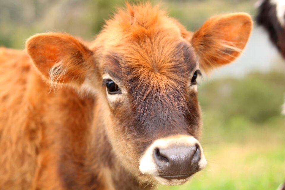 Cattle agriculture nature