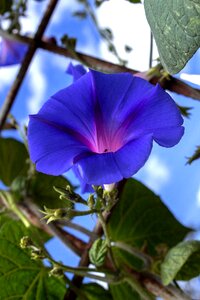 Bells wild violets vines in bloom