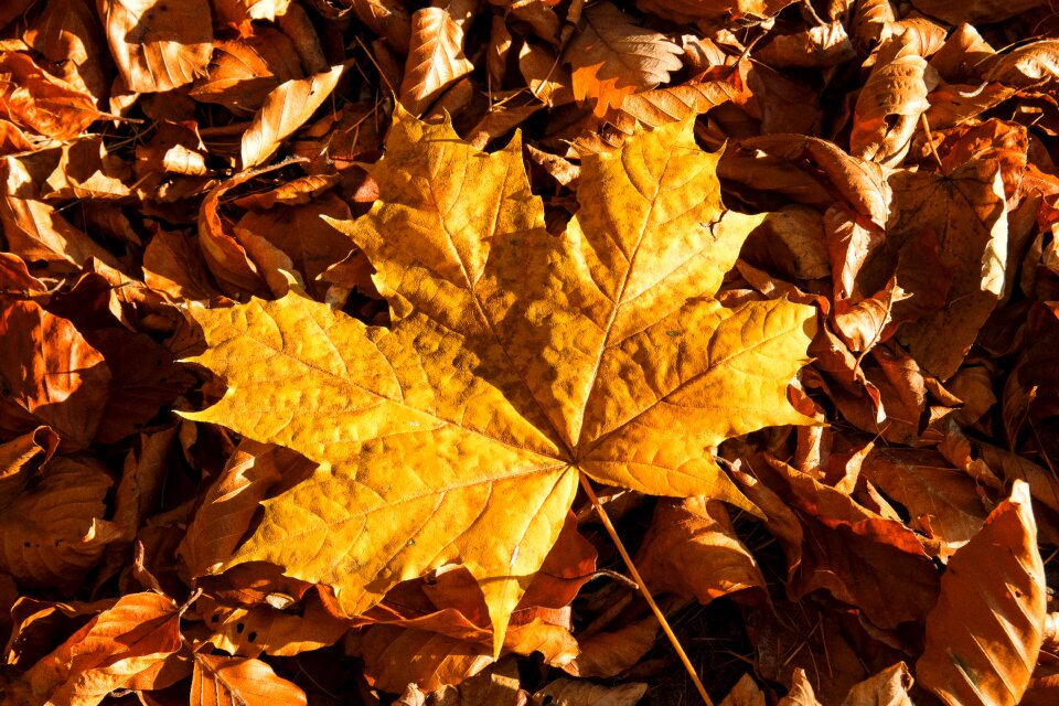 Color autumn nature