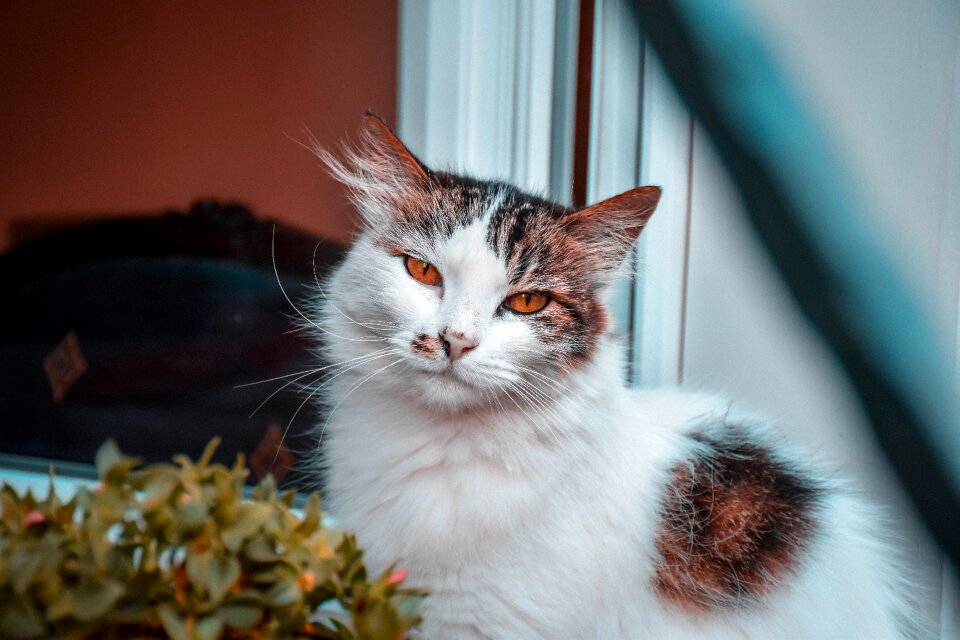 Pet feline kitten