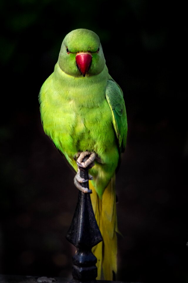 Plumage parrots birds