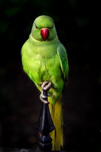 Plumage parrots birds photo