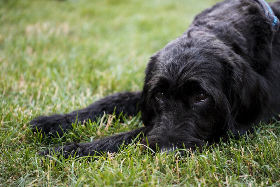 Labrador king poodle hybrid photo