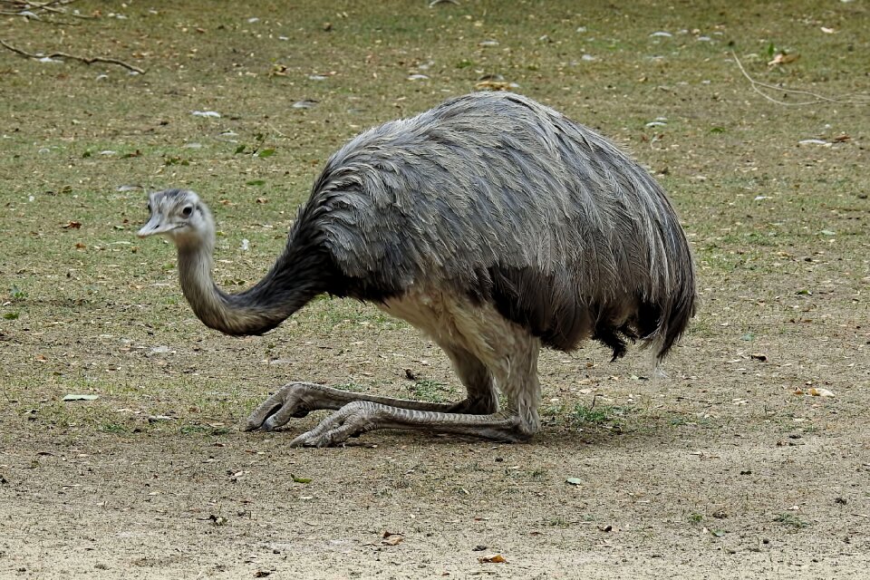 Flightless flightless bird big bird