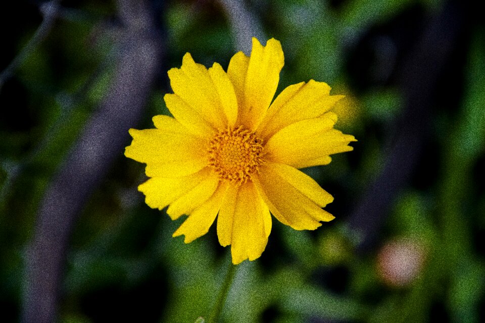 Nature closeup flower yellow