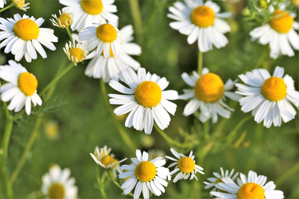 Flower medical nature