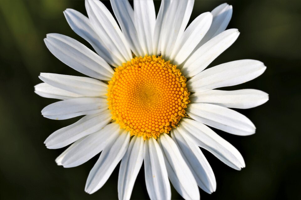 Flora flower field