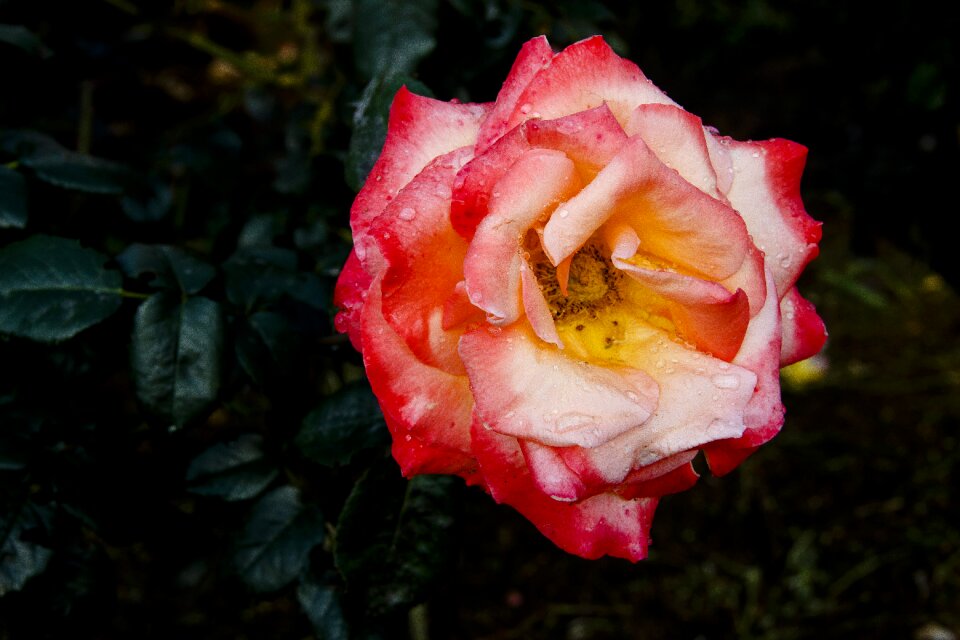 One rose drops garden