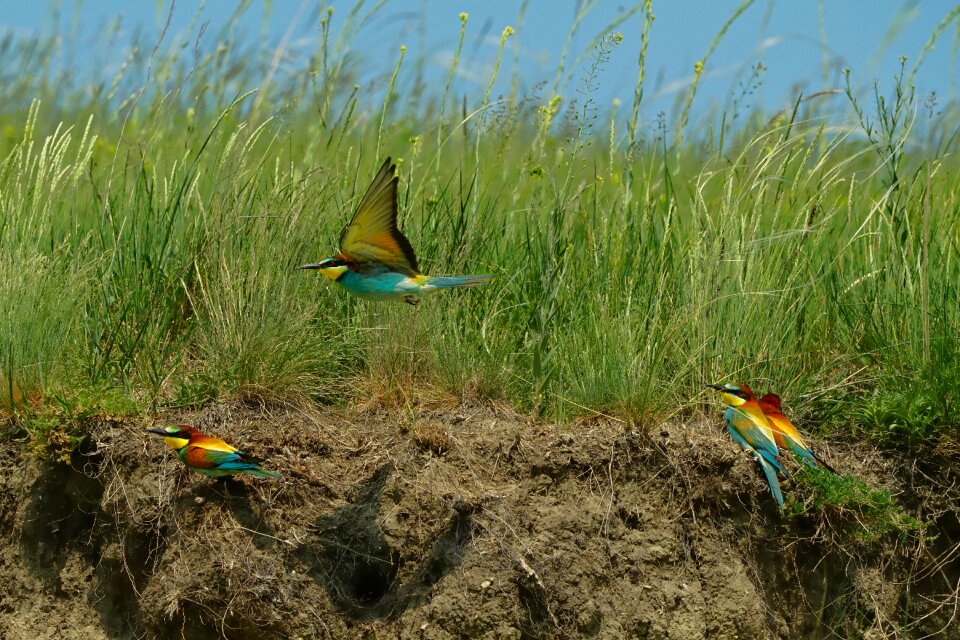 The flying bee-eaters grass waters