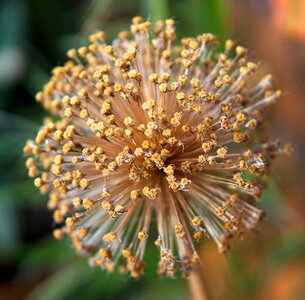 Dried nature plant