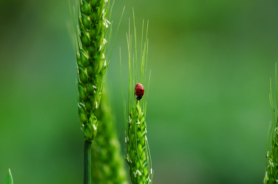 Ladybug nature insect