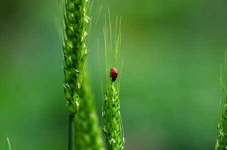 Ladybug nature insect