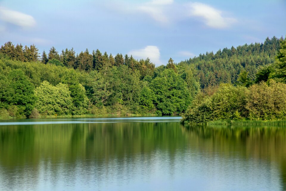 Nature forest mixed forest