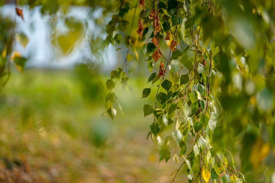 Outdoors bright garden