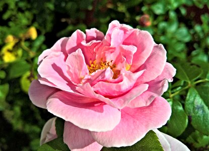 Single bloom pink in full bloom