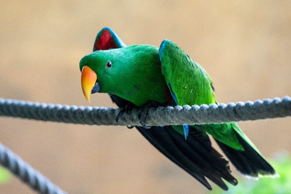 Plumage feather parrot