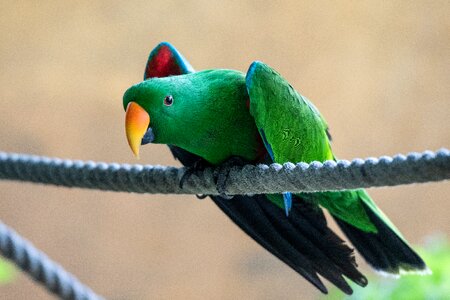 Plumage feather parrot