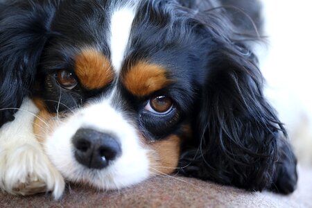 Tricolor dog pet