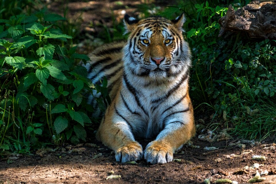 Mammal carnivores tiger