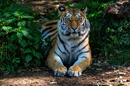 Mammal carnivores tiger photo