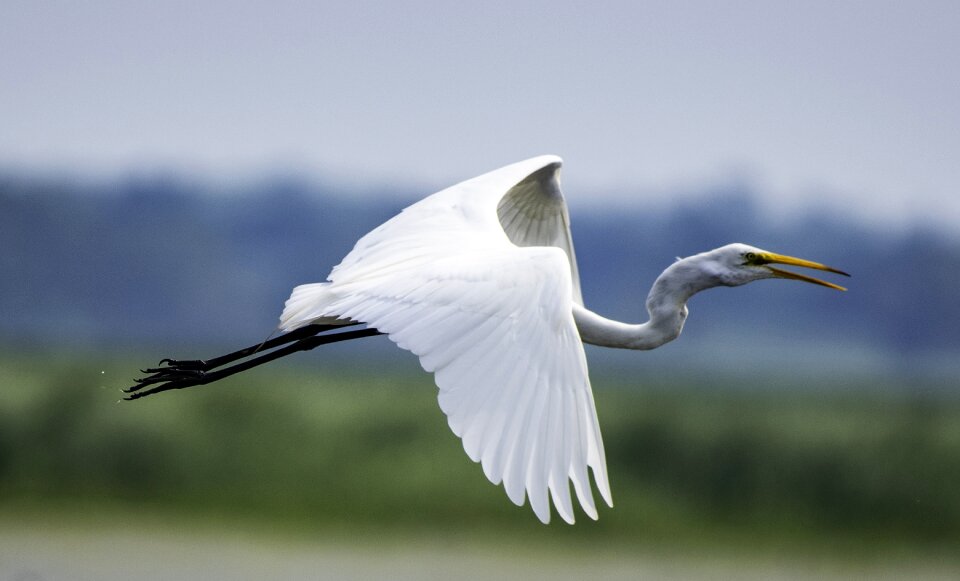 Wildlife egret waterbird
