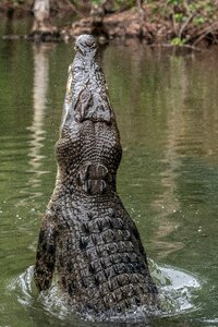 Predator wildlife danger