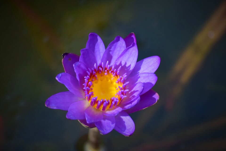 Purple flower lake